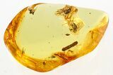 Detailed Fossil Flies (Dolichopodidae) and Coprolite in Baltic Amber #275439-1